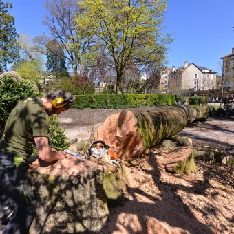 Taille de haies à Périgueux pour un jardin soigné.
